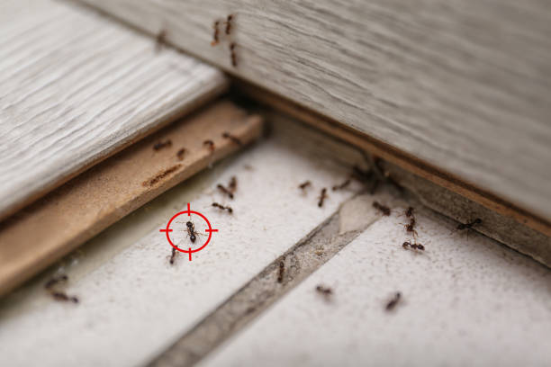 Best Spider Control Near Me  in Moorefield, WV