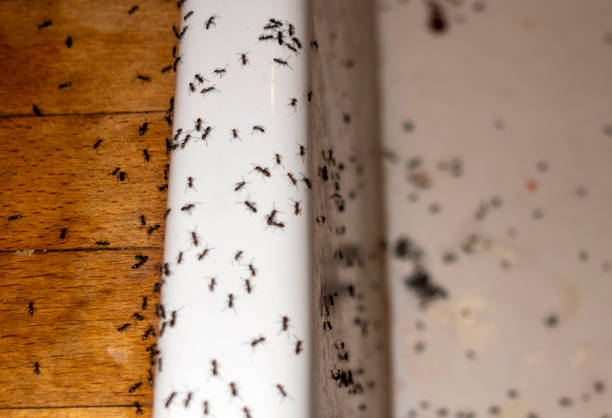 Moorefield, WV Pest Control Company